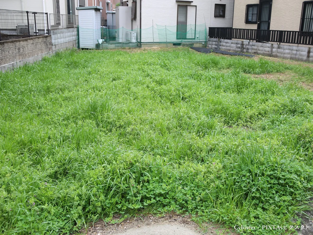 雑草が繁茂する空き地