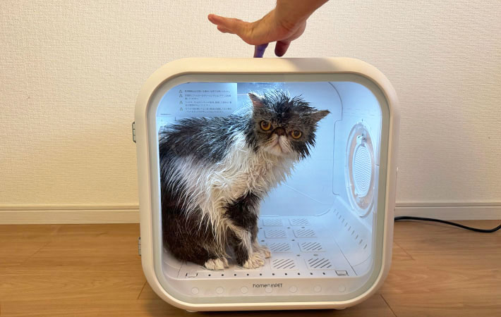 『Drybo Plus』で乾燥中の小四郎くんの写真