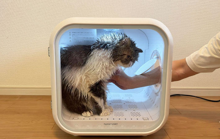 『Drybo Plus』で乾燥中の小四郎くんの写真