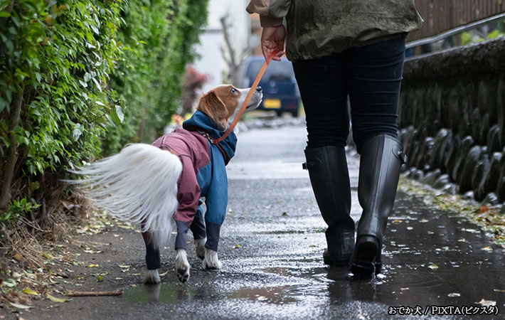 雨の日の犬の散歩写真