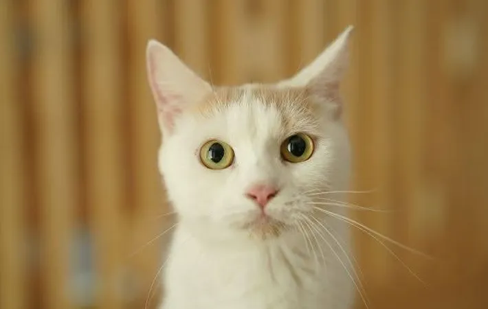 『白い猫』の写真（撮影：Heulie）