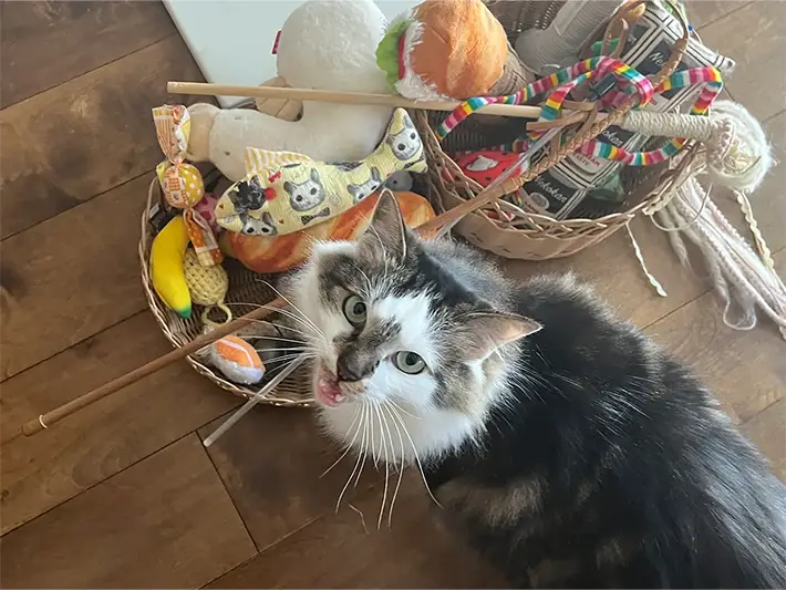 ダイソー猫のおもちゃ収納（撮影：grapeライフハック編集部）