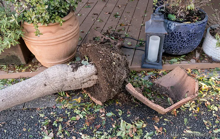 倒れた植木の写真