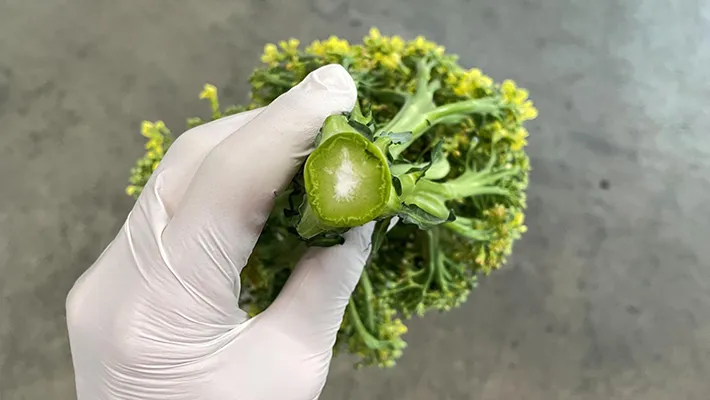茎の白いブロッコリーの写真