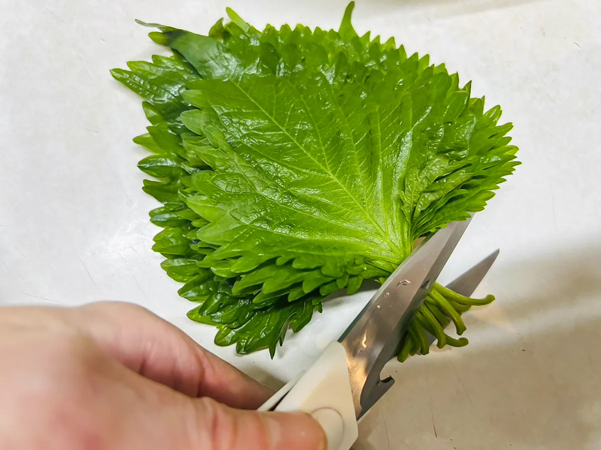 大葉の写真