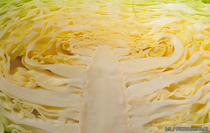 キャベツの写真