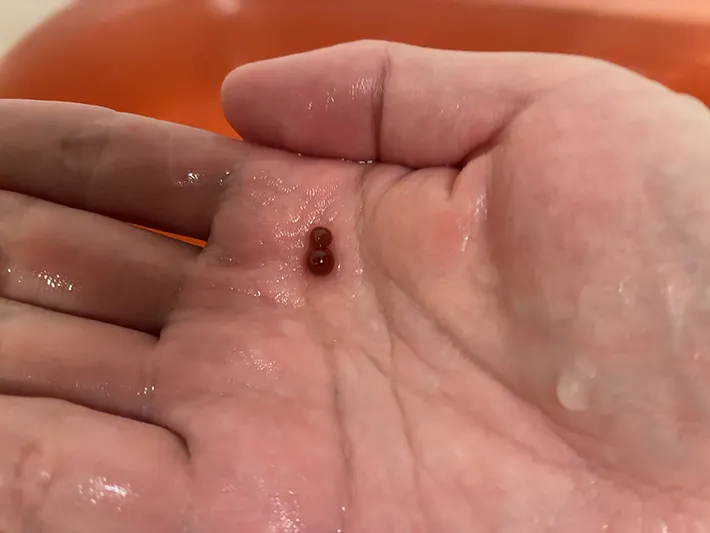 スイカバーの種をイメージした黒糖の粒（撮影：grape編集部）
