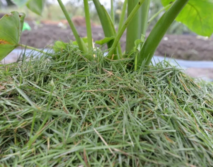 草マルチ