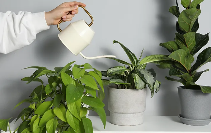 植物に水を与える写真