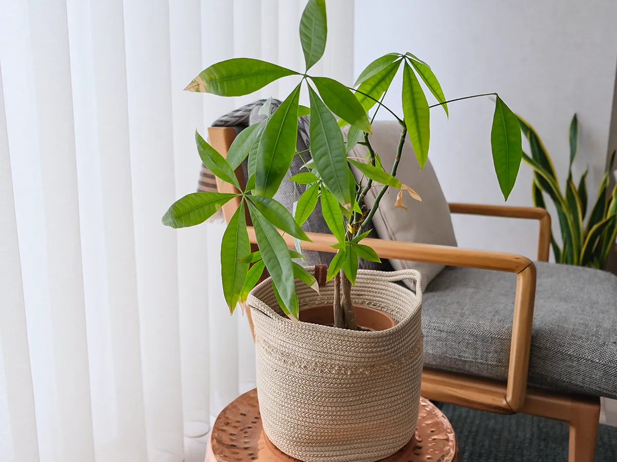 植物の写真