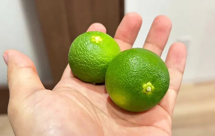 すだちを手に乗せている画像（撮影：キジカク）
