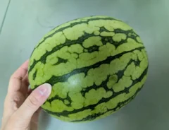 スイカの画像（撮影：grapeフード編集部）
