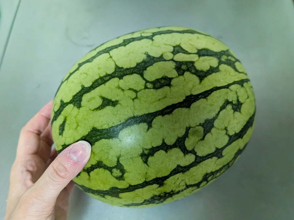 スイカの画像(撮影:grapeフード編集部)