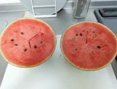 スイカの画像（撮影：grapeフード編集部）