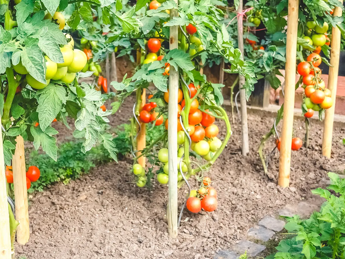 家庭菜園のイメージ写真