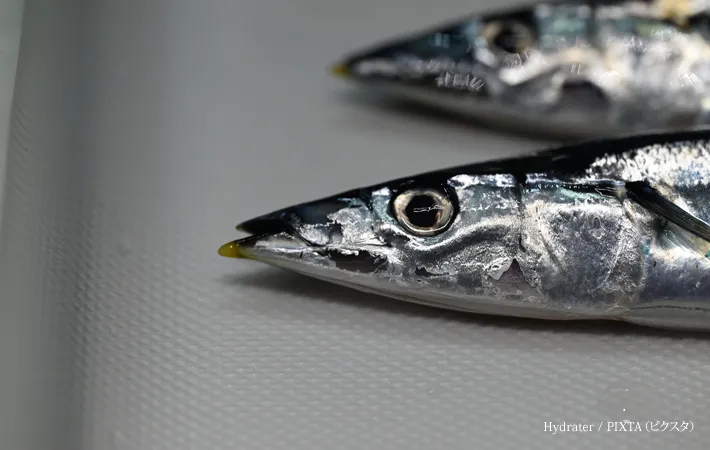 『秋の味覚の新鮮な生の秋刀魚』の写真