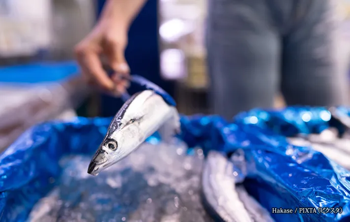 『秋刀魚を選ぶ買い物客』の写真