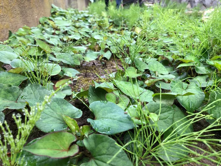雑草の写真