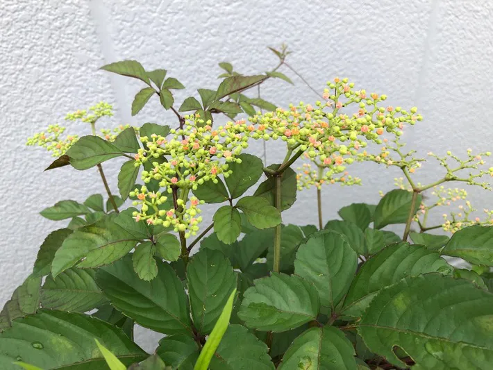 雑草の写真