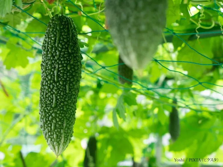 『ゴーヤ (8月) 家庭菜園』の写真