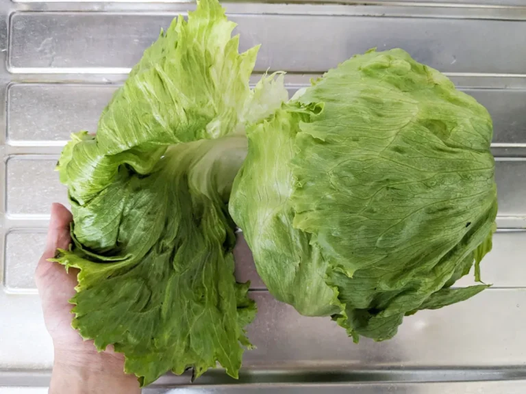 レタスの写真（撮影：grapeフード編集部）