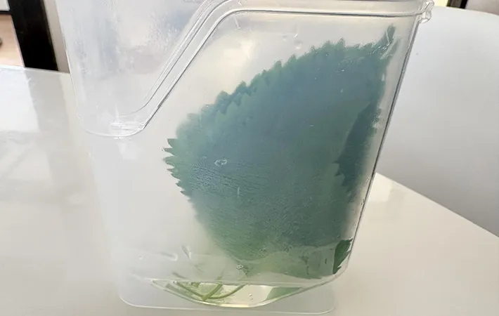 大葉を保存した画像（撮影：エニママ）