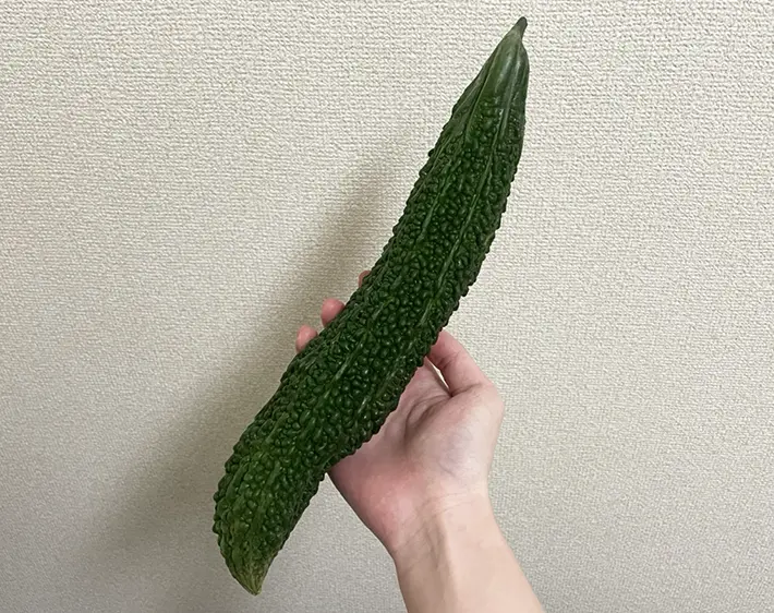 ゴーヤの写真（撮影：grapeフード編集部）