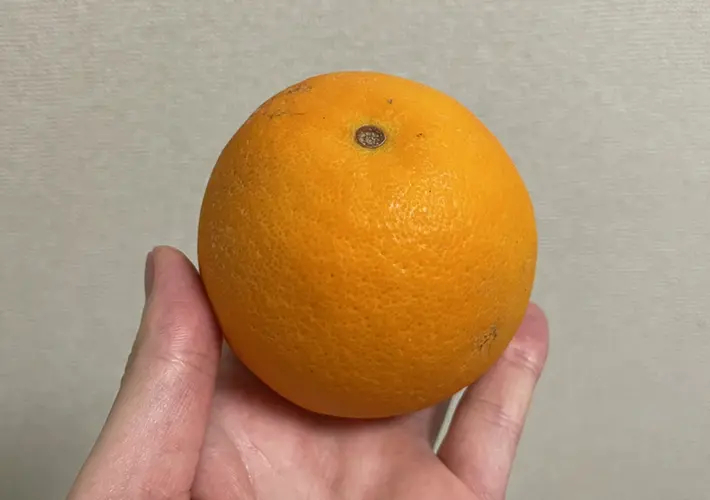 オレンジの写真（撮影：grapeフード編集部）