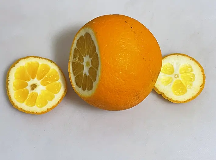 オレンジのヘタと底を切り落とした写真（撮影：grapeフード編集部）