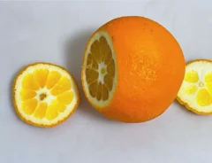 オレンジのヘタと底を切り落とした写真（撮影：grapeフード編集部）