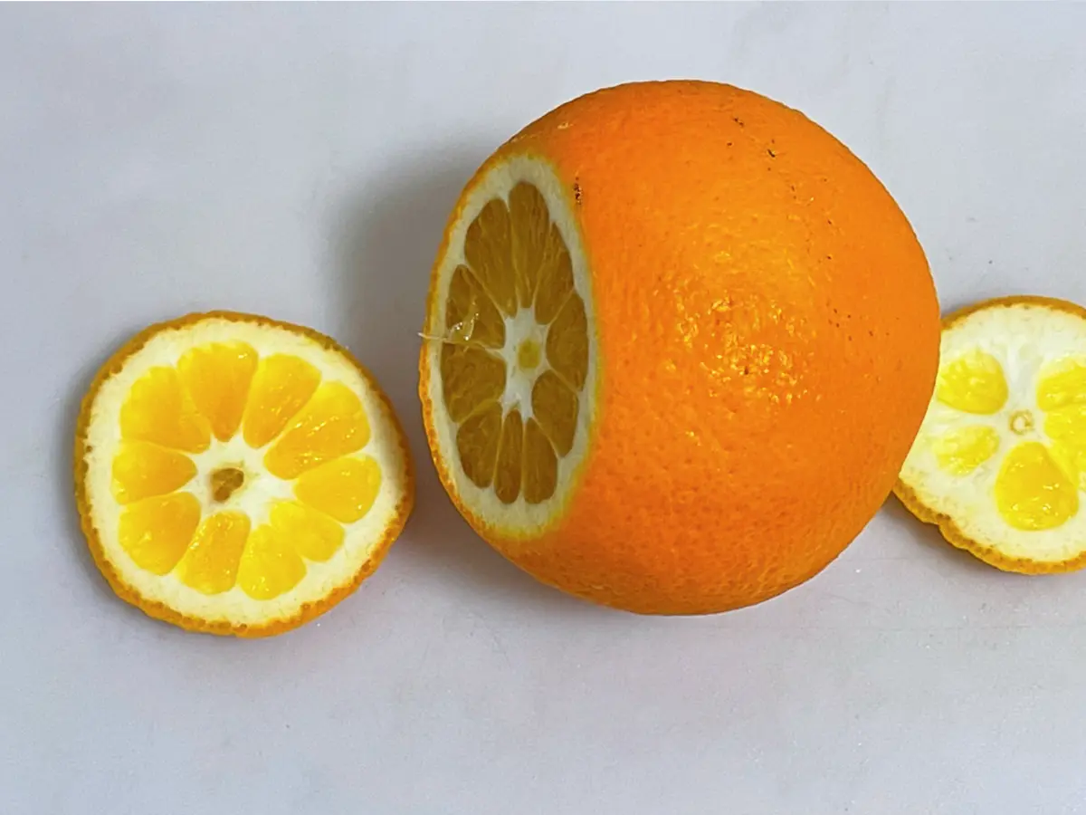 オレンジのヘタと底を切り落とした写真(撮影:grapeフード編集部)