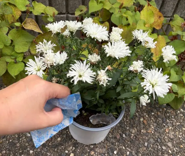 鉢植えの土の上に保冷剤の中身を乗せる写真（撮影：grapeライフハック編集部）