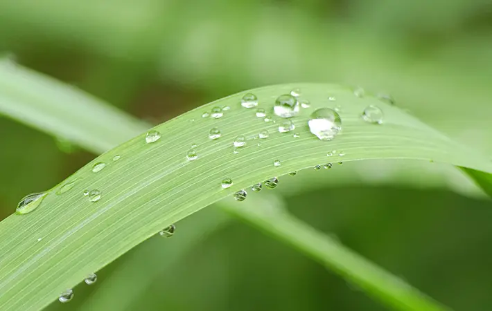 シトロネラとレモングラスはどんな植物？