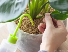 観葉植物の写真