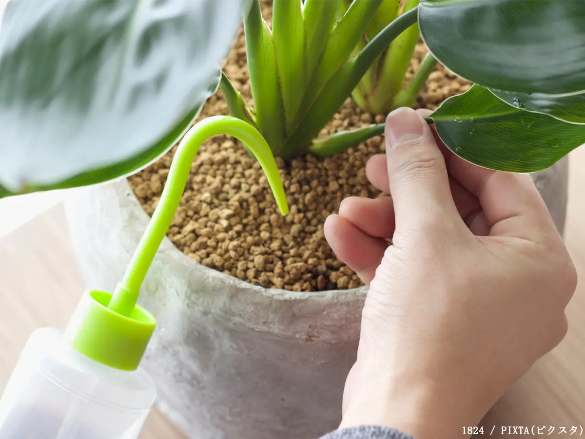 観葉植物の写真