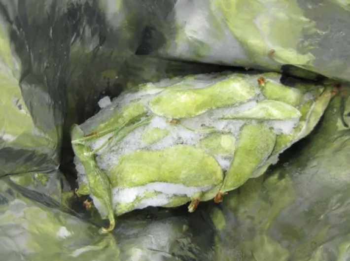 塊になった枝豆の写真