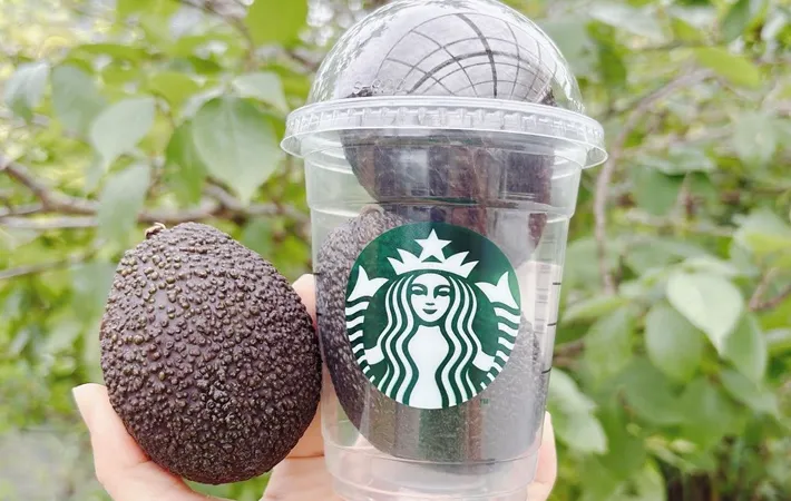『アボカドとフラペチーノカップ』の写真（撮影：キジカク）
