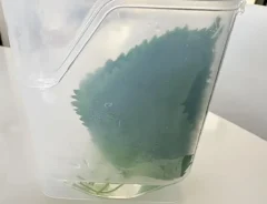 大葉ケース