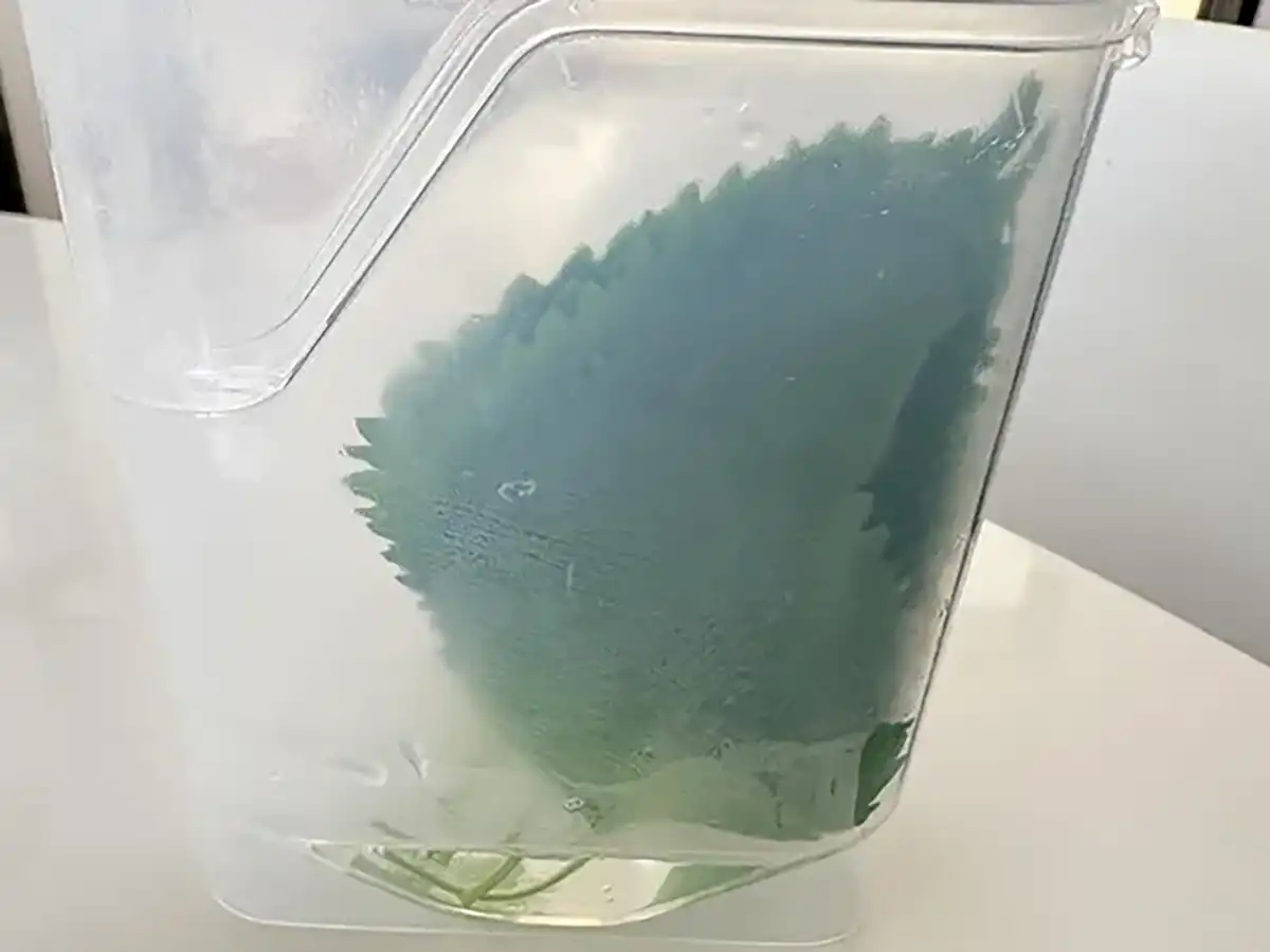大葉ケース