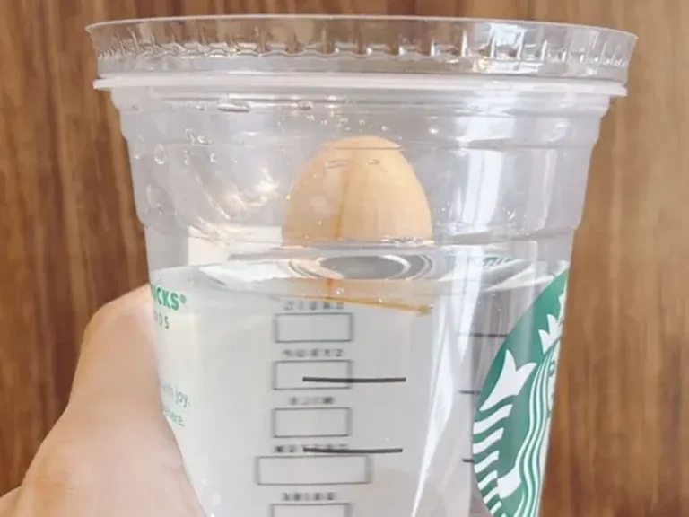 『アボカドの種とフラペチーノカップ』の写真(撮影:キジカク)