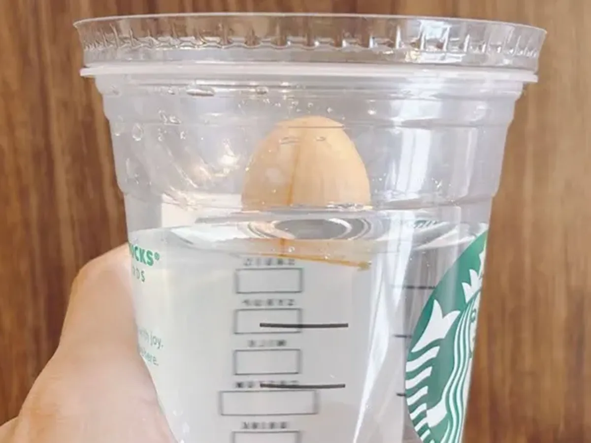 『アボカドの種とフラペチーノカップ』の写真（撮影：キジカク）