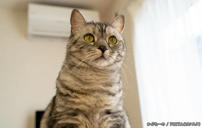 猫とエアコンの写真