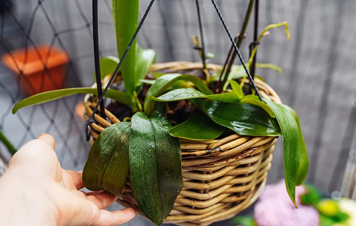 雨に濡れた植物の写真