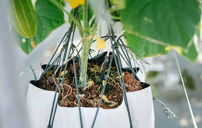 植木鉢の土の写真