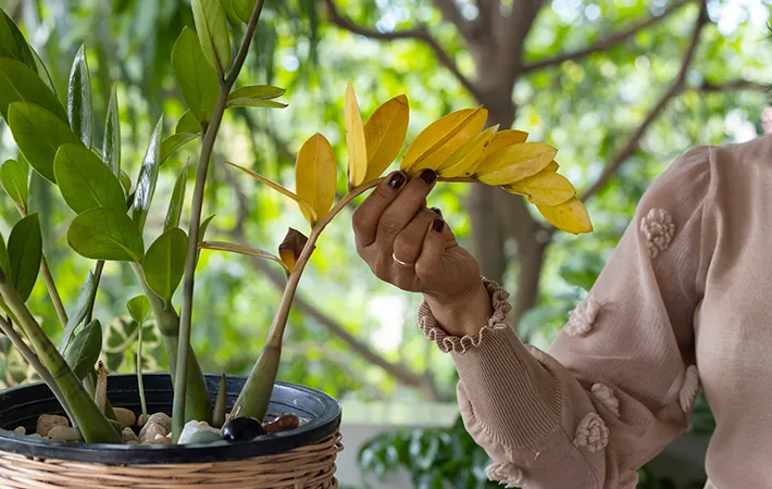葉が黄色になった植物の写真