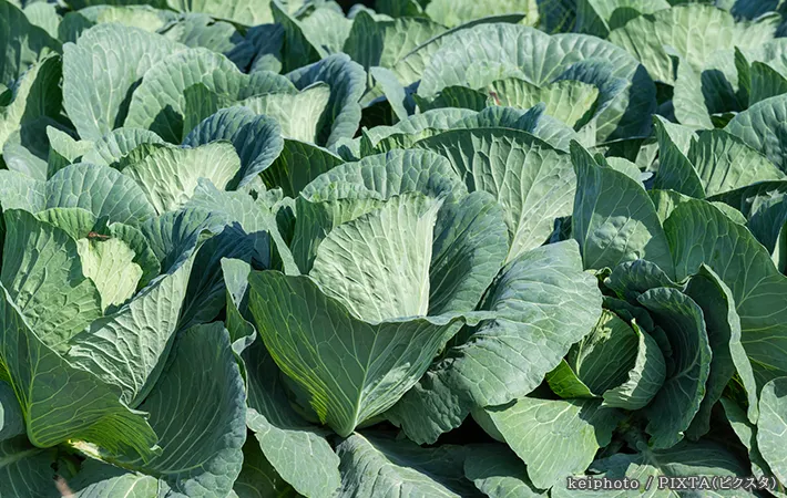 野菜の写真
