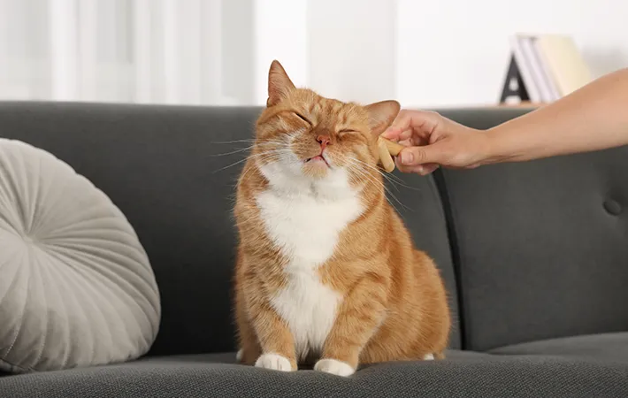 猫とソファの写真