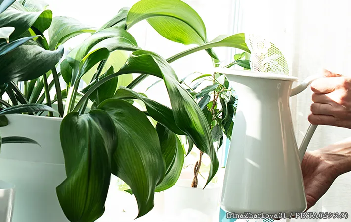 植物に水やりをする写真