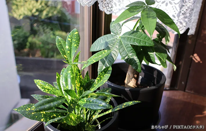 植物の写真