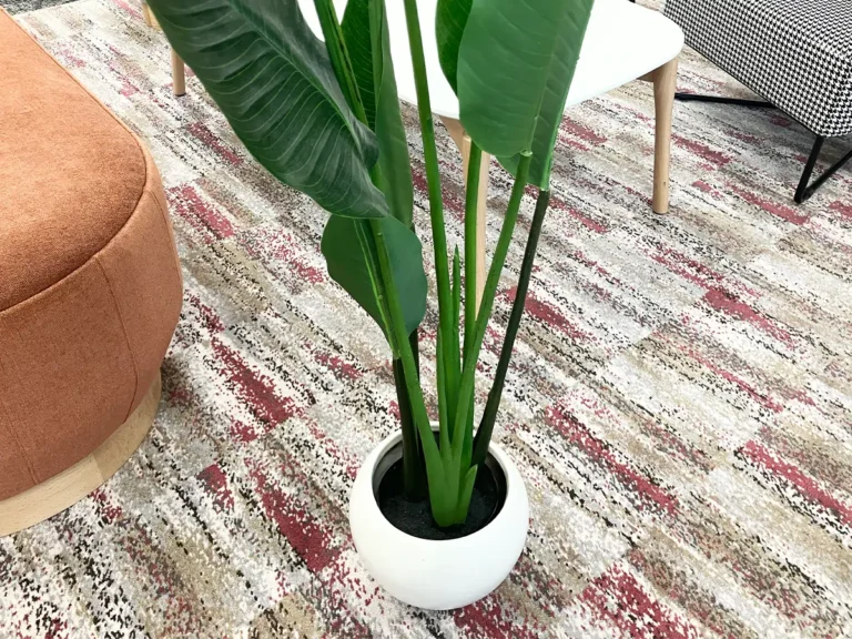 観葉植物(撮影:grape編集部)